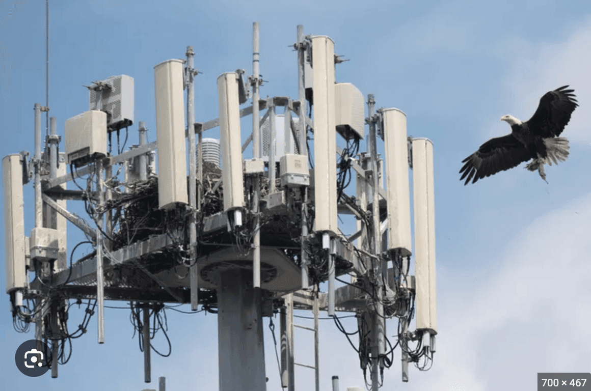 Bald eagle nesting on a cell tower — a documented phenomenon across the United States